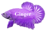Ginger